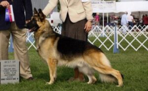 Bogie - Sullivan MOcropped