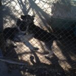 Excited puppies playing