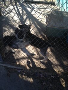 Excited puppies playing