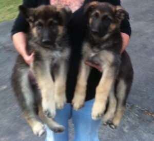 Newman and Nelson Noah Puppies