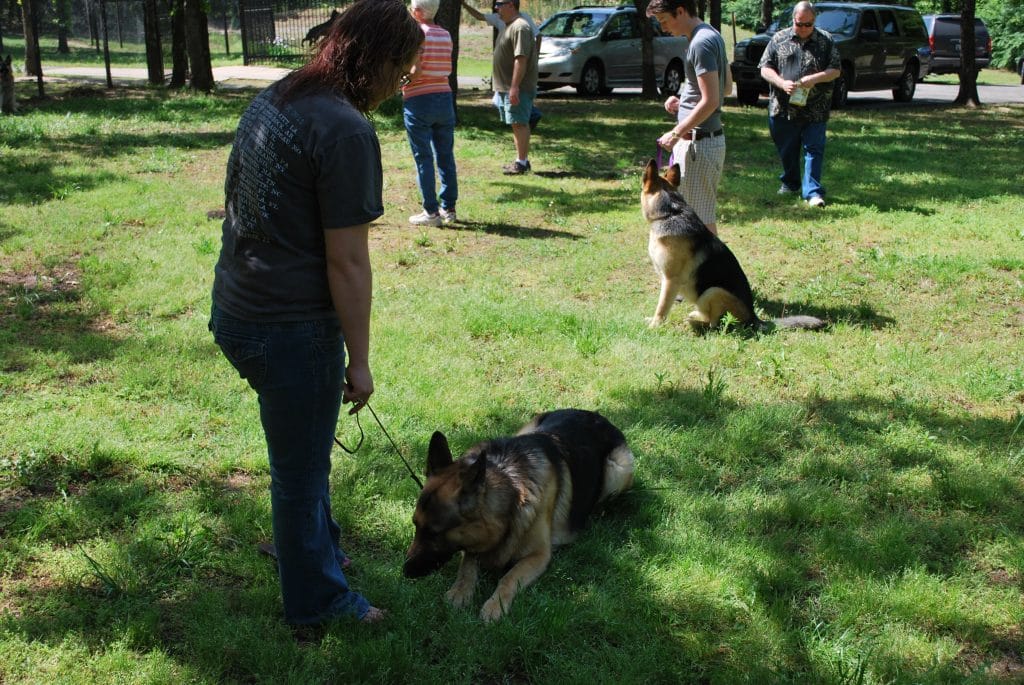 German Shepherd Dog earning his dog treat