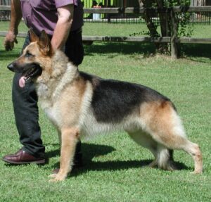A Four-Year-Old Champion Heidelberg's Bismark Naturally Bulking Up 