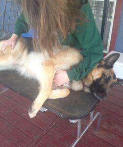 German Shepherd Dog Restrained on a Grooming Table
