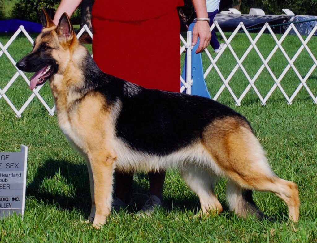 A Perfectly Stacked Champion Heidelberg's Genny Heatherh