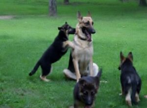 Puppies Learn Manners From Older Dogs
