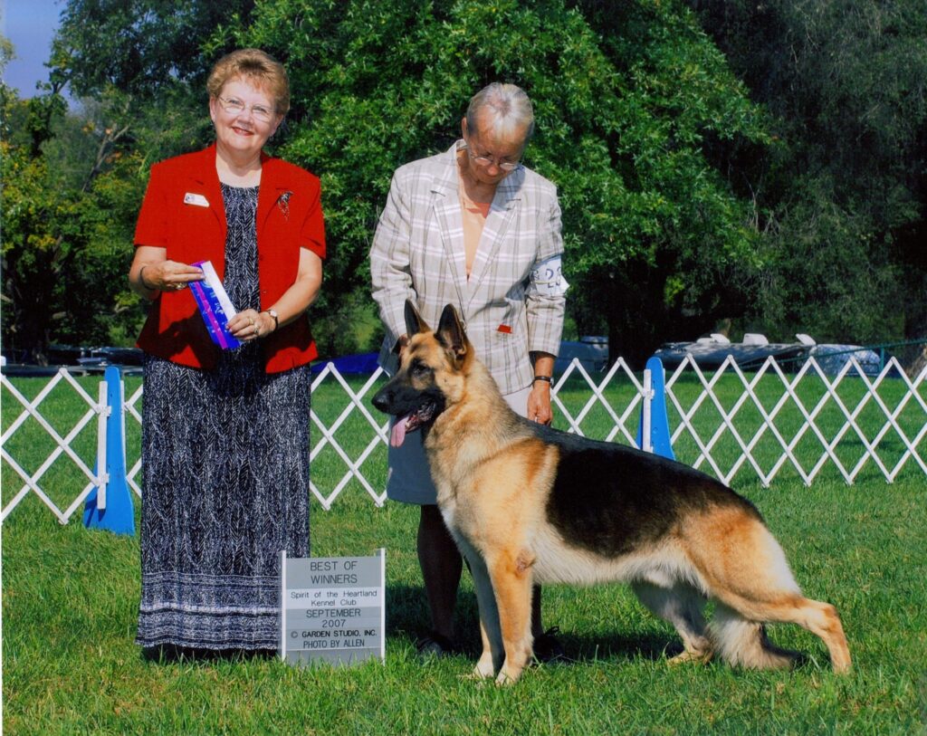 A Perfectly Groomed Ch. Heidelberg's Samson