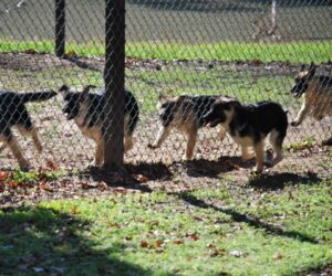 German Shepherd Dogs are Gregarious and Want to Be Part of a Pack