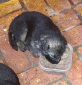 A Three Week Old Heidelberg German Shepherd Sleeping After the First Meal