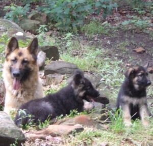 A Heidelberg German Shepherd Dog Mom Playing With Her Puppies