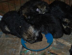 Add Eggs After Few Days to Puppies Mush to Help In Weaning 