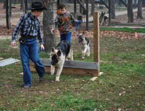 German Shepherd Puppies Heeling Through an Jump Obstacle