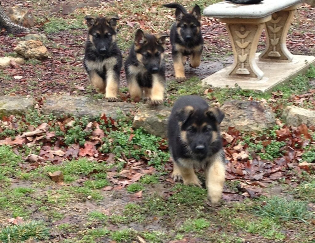 575x442 essences puppies II