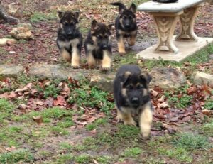 Don't Forget to Worm Your German Shepherd Puppies