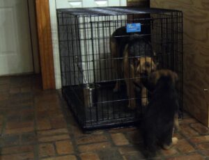 Mom is crated while a puppy prepares to go to its new home