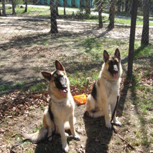 Well socialized male Heidelberg's German Shepherd Dogs