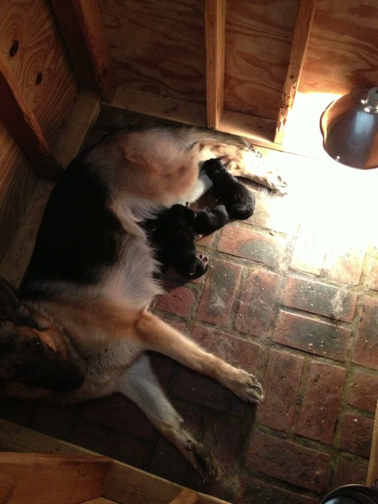 New German Shepherd Dog Puppies