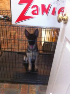 A 12-week-old puppy being crate trained