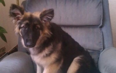 German Shepherd Dog Diet Tip (Eggs)