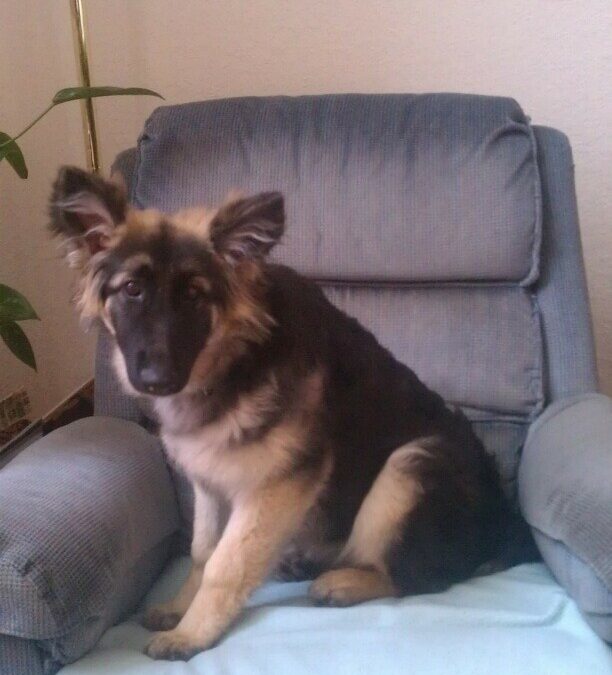 German Shepherd Dog Diet Tip (Eggs)