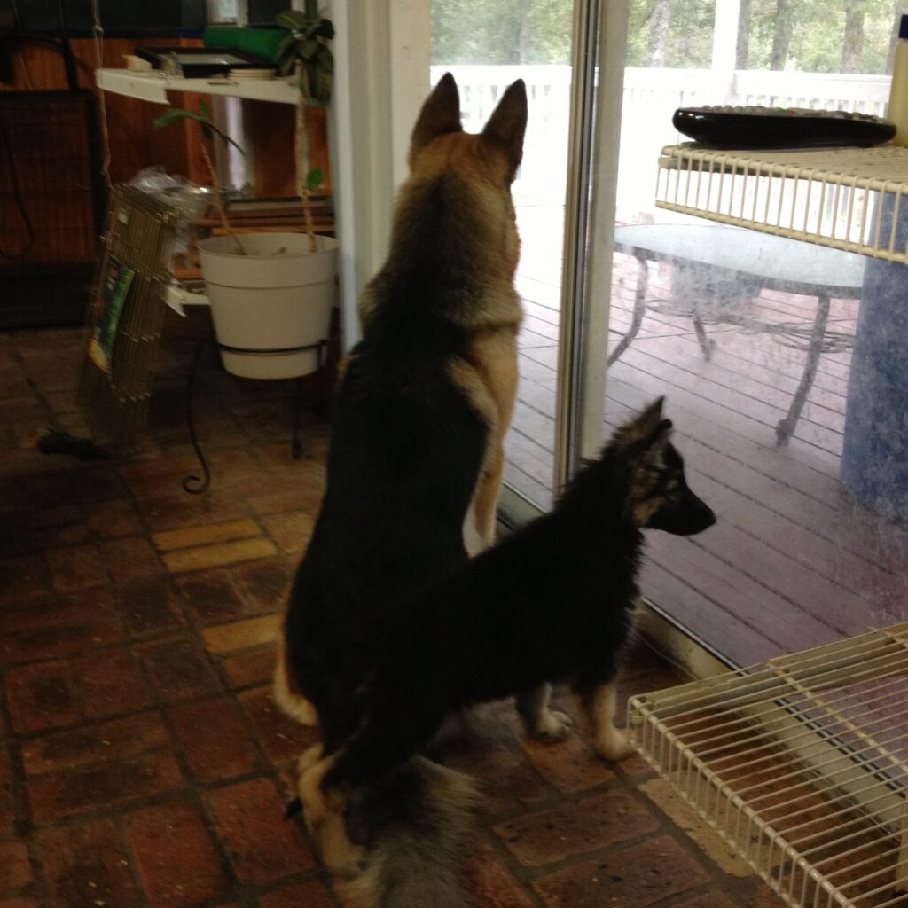 GrCh. Ch. Heidelberg's Kodi and Heidelberg's Zoya Watching the Weather
