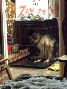 A Heidelberg German shepherd Dog bitch in Labor