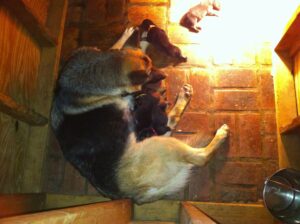 Heidelberg German Shepherd Dog New Mom Feeding Her Puppies After Delivery 