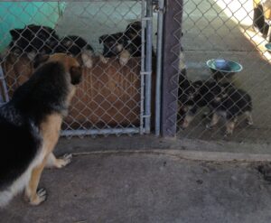 A Heidelberg German Shepherd Dog Mom Visiting Her Puppies