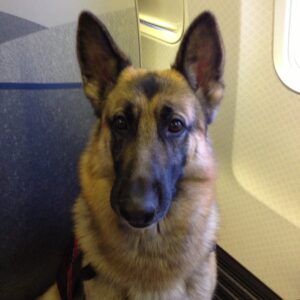 Grand Champion, Champion Heidelberg's Kodiak v Queridad (Kodi) Full Time Service Dog on His First Jet Ride 