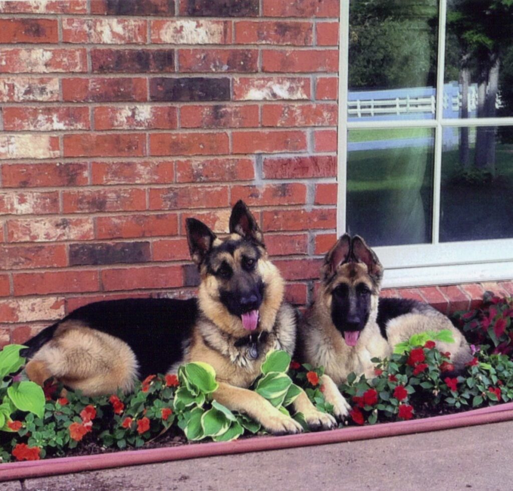 Heidelberg's Bogie and Young Rex Had Dominance Issues that Was Resolved By Their Owner