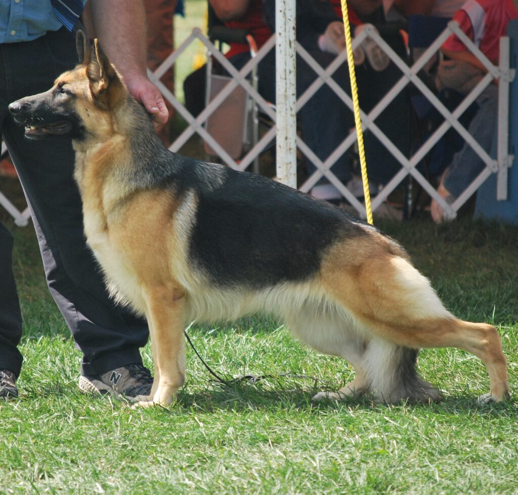 Champion Heidelberg's Stefanie Stretched Out In Her Stack