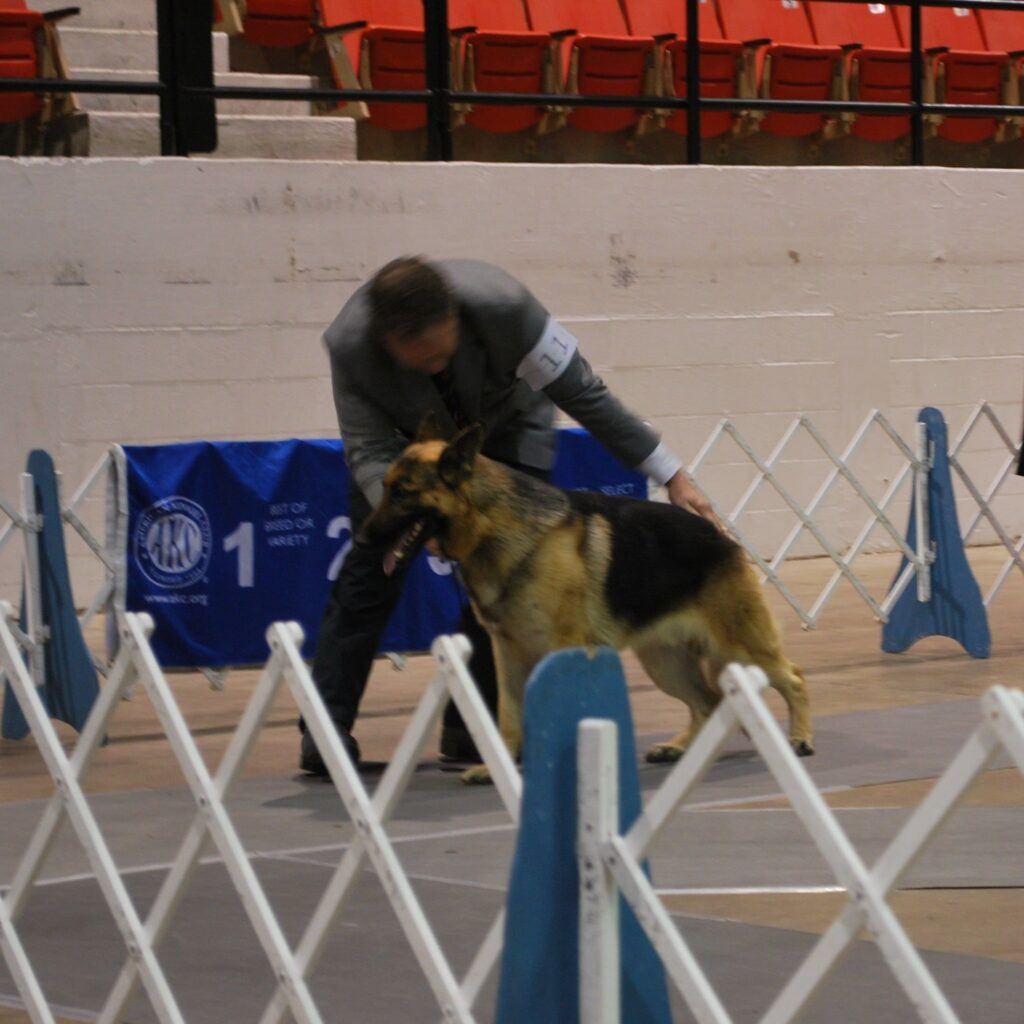 Reaching Back to Correctly Place the Left Hock