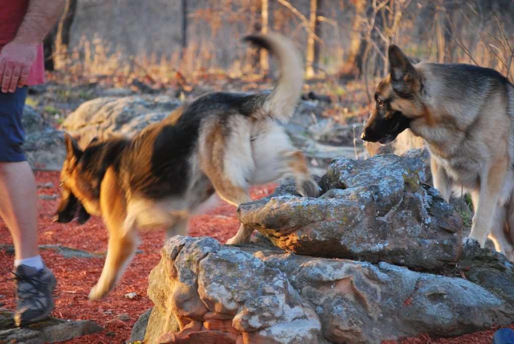 Two Richly Pigmented German Shepherd Dogs Playing