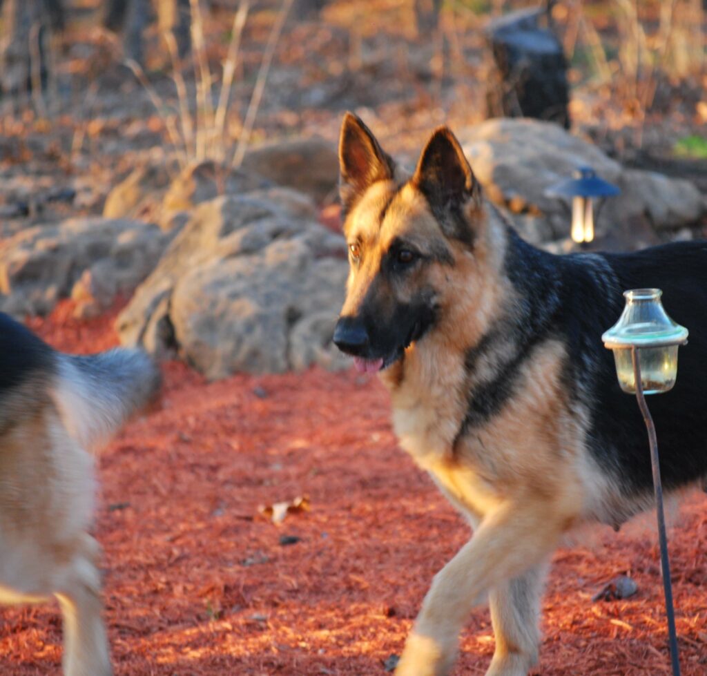 Heidelberg's Shae Playing In the Rock Garden