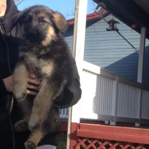 Cute german shepherd puppy