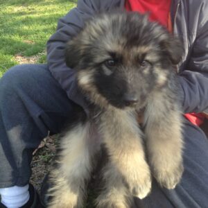 Cute German shepherd puppy