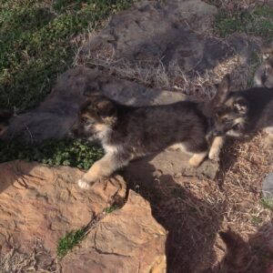 Heidelberg German Shepherd Puppies are Cute