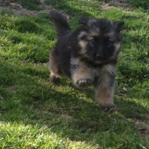 Cute German Shepherd Puppy