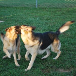 Emmy and Kodi playing at a dog show in Sullivan, Mo 