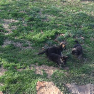 Heidelberg German Shepherd Puppies are Cute