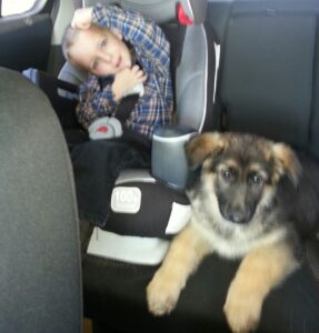 a Heidelberg German Shepherd Dog Puppy Traveling