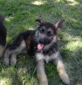 Healthy Puppy Befitting From Juicing  Pulp in His Diet