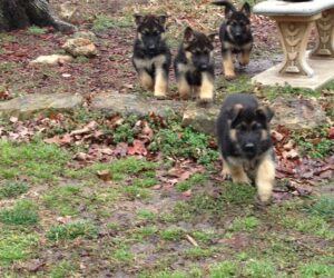Socializing German Shepherd Dogs Should Start as Puppies