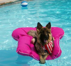 German Shepherd Dogs Love the Water