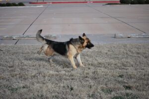 German shepherd Dog Covering Up After Pooping