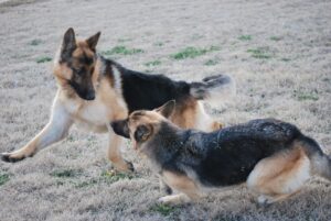Patriot Playing With Daphne at a Dog Show in Wichita Falls, TX in February 2013