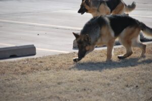 Heidelberg German Shepherd Dog Looking for a Place to Potty After Being Matched