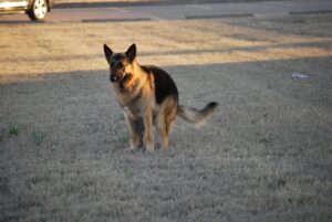 German Shepherd Dog Pooping