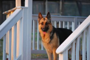 German Shepherds Will Protect Your Property From Strange Dogs and People