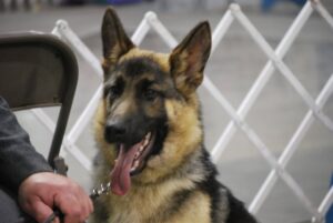 12-Month-Old Heidelberg's Nelson With A Perfect Smile