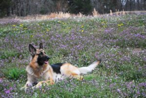 Grand Champion Heidelberg's Kodi Enjoys Juice Pulp